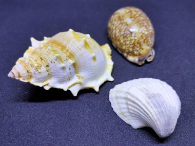 İstiridye kabuğu ve salyangoz. Yakın çekim..