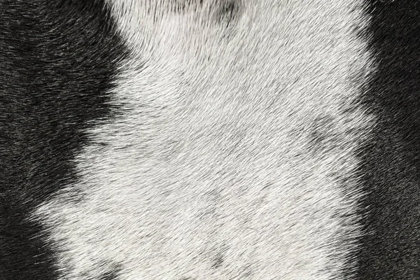 black and white dog fur texture.