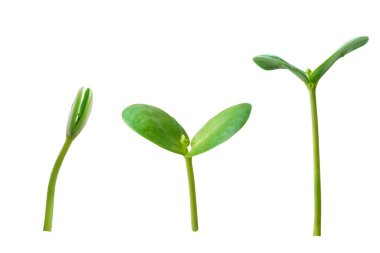 Gelişmekte olan genç bitki beyaz arka planda izole edilmiş, kırpma yolu ile.
