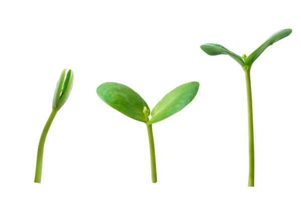 Gelişmekte olan genç bitki beyaz arka planda izole edilmiş, kırpma yolu ile.