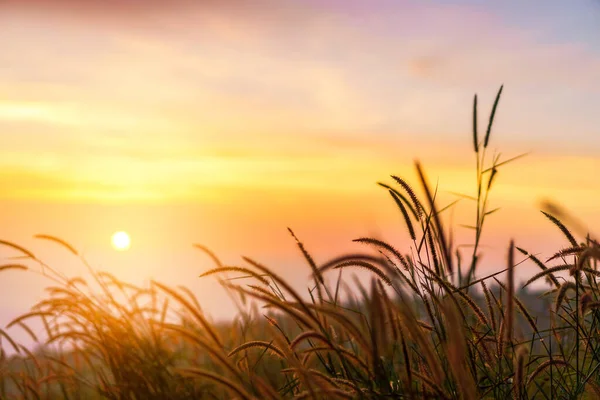 Sarı çayır, sabah gün doğumuyla birlikte, seçici odak.