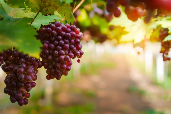 Bunch Fresh Grapes Vineyards Selective Focus — Stock Photo, Image