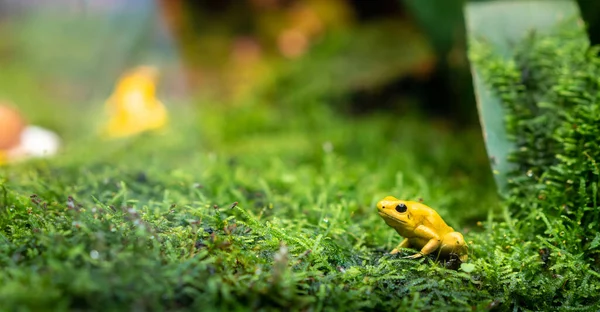 黄色の毒カエルのクローズアップ ダートカエルPhyllobates恐ろしい 熱帯雨林から両生類 コピースペースで選択的な焦点 — ストック写真