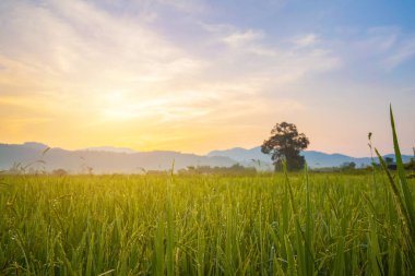 Paddy pirinç tarlası Sabah vakti.