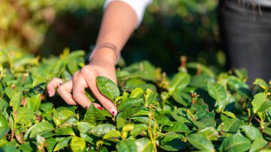 Asyalı kadınların eli, yeşil çay tarlasından organik yeşil çay topladı..