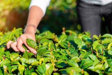 Asyalı kadınların eli, yeşil çay tarlasından organik yeşil çay topladı..