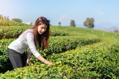 Asyalı kadınlar yeşil çay tarlasında organik yeşil çay izinleri seçtiler..