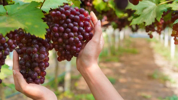 Kobieta Azjatycki Rolnik Trzymać Kilka Świeżych Winogron Winnicach Selektywne Skupienie — Zdjęcie stockowe