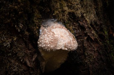 Ağaç gövdesinden çiğ mantarı çıkıyor.
