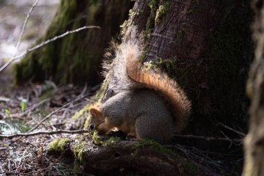 Sincap orman zemininde yiyecek arıyor.