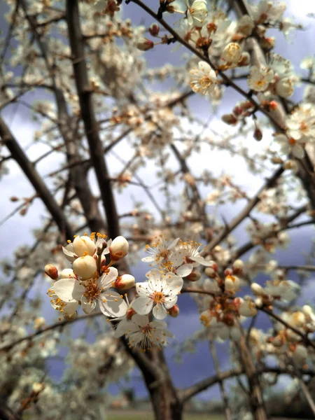 Цветущие Вишневые Цветы Утром Солнечный Свет Цветах Сад Весной — стоковое фото