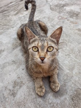 Kahverengi ve siyah sokak kedisi kameraya poz veriyor