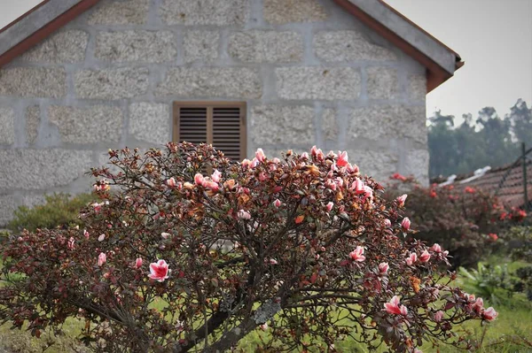 Manolya, ahşap pencereli taş bir evin arka planında çiçek açar. Fotoğraf rahatlık ve bahar havasını yansıtıyor..
