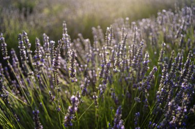 Fransa 'da günbatımında lavanta arkaplan kısmen mavimsi