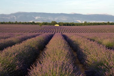 Gün batımında lavanta tarlası, Fransa 'nın en iyi yaz tatili yönü, Provence