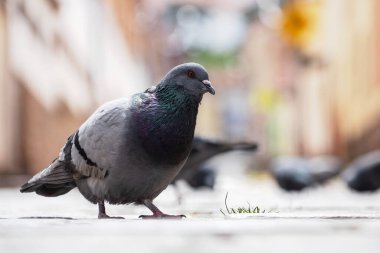 Kuşlar Günü 2020 'den önce salgın sırasında boş sokağa güvercin yakın çekimi