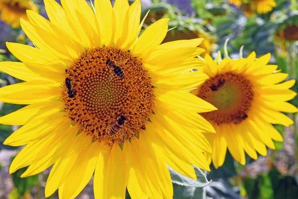 Honeybees Sunflower Summer Valensole France — Stock Photo, Image
