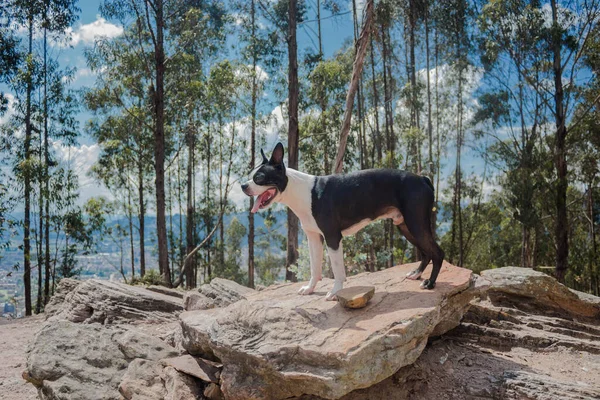 Boston Terrier stand over a rock looking to the horizon