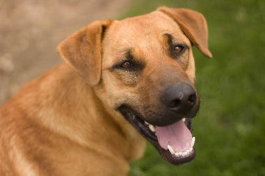 Dili açık gülümseyen kahverengi bir köpeğin portresi.