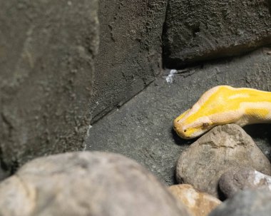 Sarı piton kayaların arasında av arıyor.