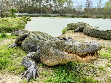Mississippi, ABD 'de bir çiftlikte timsah.