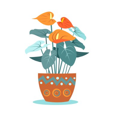 Anthurium, Laceleaf bitkileri tencerede. Vektör çizimi, düz stil. Tropikal bitkiler, yapraklı Anthurium çiçekleri. Seramik çömlekte soyut etnik kalıplar. Flamingo çiçeği, turuncu kuyruk çiçeği.