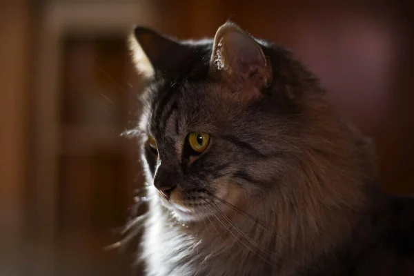 North Las Vegas Estados Unidos Ago 2020 Casal Gatos Refrescando Stock Photo C Wirestock 407431844