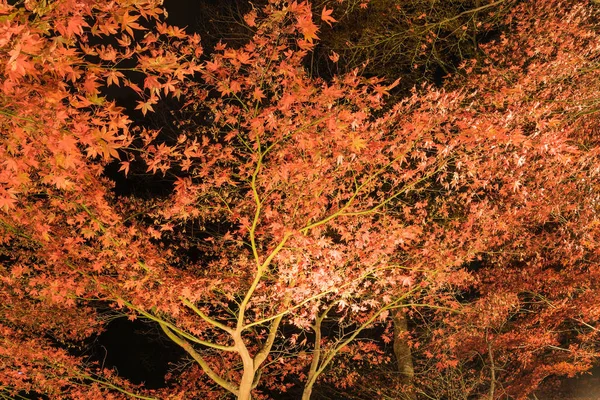 Vue de nuit des feuilles d'automne du mont Oyama — Photo