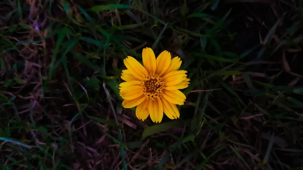 Fleur Jaune Unique Sur Herbe Dans Jardin — Photo