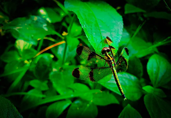 Libélula Hoja Verde Libélula Rural Común Bangladesh — Foto de Stock