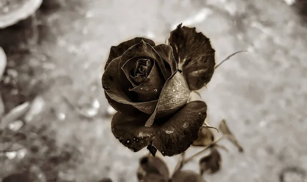 玫瑰花上的黑白花 免版税图库照片