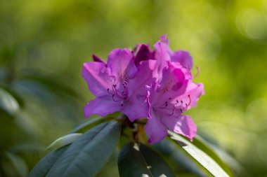 Şehir parkında mor çiçek