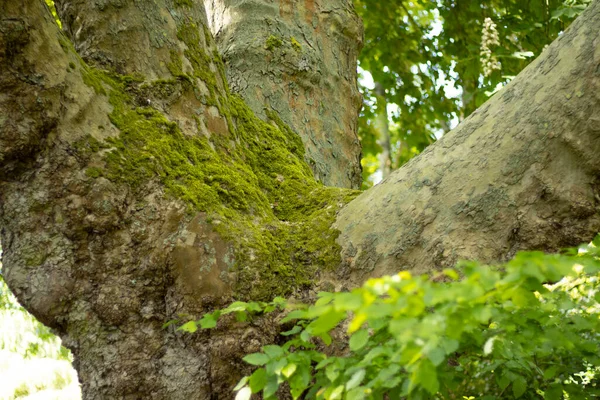Moers 'daki bir şehir parkında doğa.