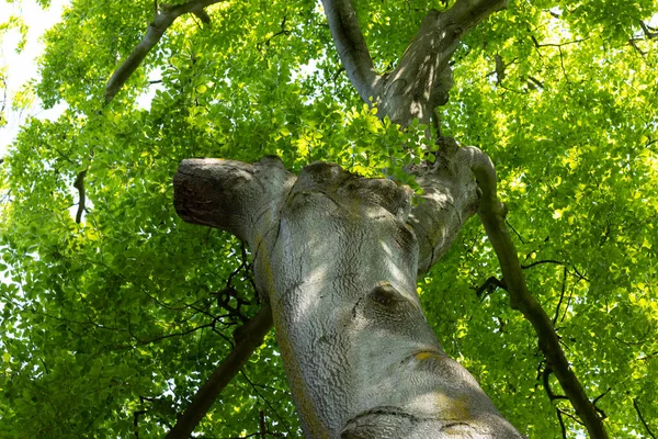 Moers 'daki bir şehir parkında doğa.