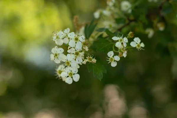 Moers 'daki bir şehir parkında doğa.