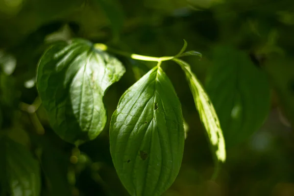 Nature in a city park in Moers