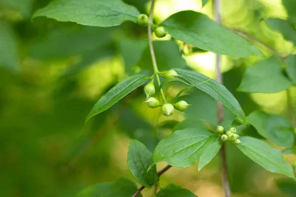 Moers 'daki bir şehir parkında doğa.