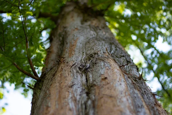 Moers 'daki bir şehir parkında doğa.