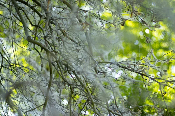 Moers 'daki bir şehir parkında doğa.