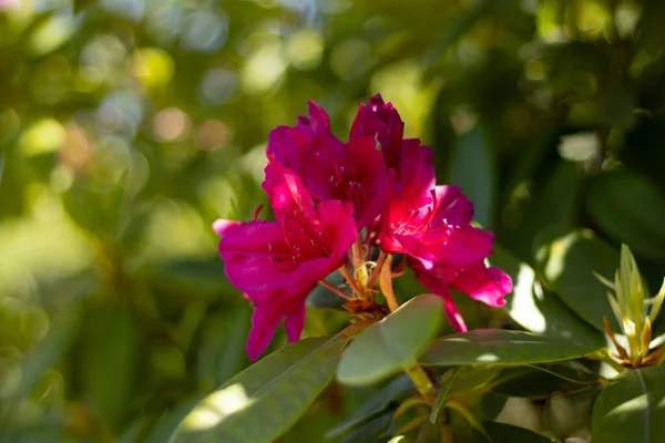 Şehir parkında kırmızı çiçek