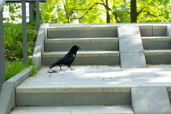 Şehir parkındaki merdivenlerde siyah kuzgun.