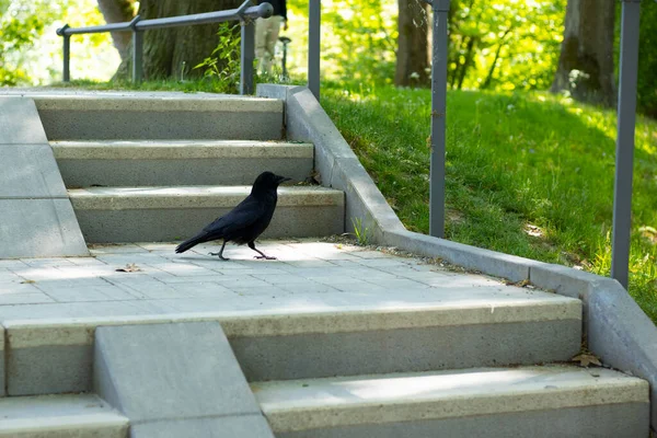 Şehir parkındaki merdivenlerde siyah kuzgun.