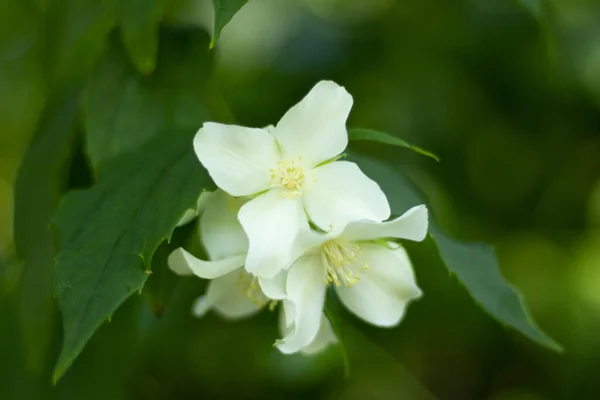 Weiße Blume Einem Stadtpark — Stockfoto