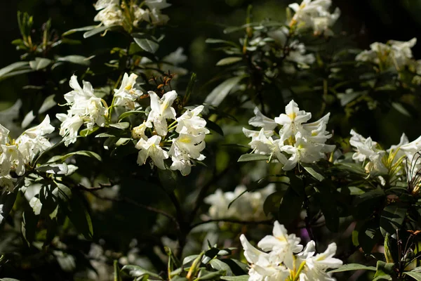 Şehir parkında beyaz çiçek