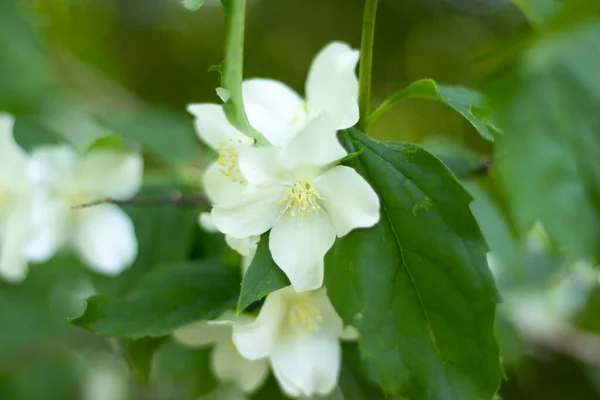 Şehir parkında beyaz çiçek