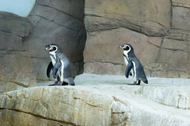 Penguen Kıbrıs hayvanat bahçesinde