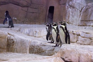 Penguen Kıbrıs hayvanat bahçesinde