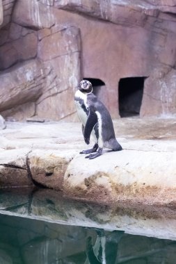 Penguen Kıbrıs hayvanat bahçesinde