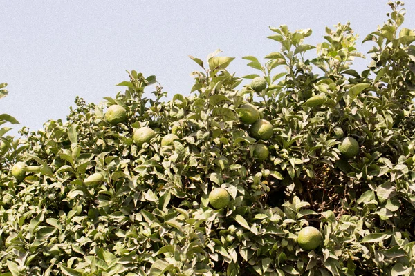 Zöld Mandarin, lóg a fán — Stock Fotó
