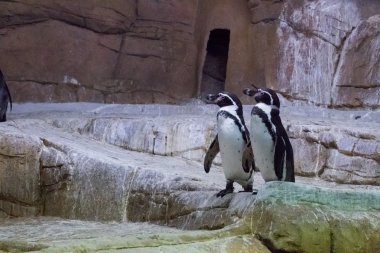 Penguen Kıbrıs hayvanat bahçesinde